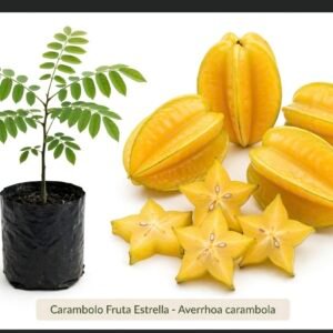 Carambolo