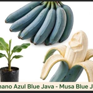 Banano azul