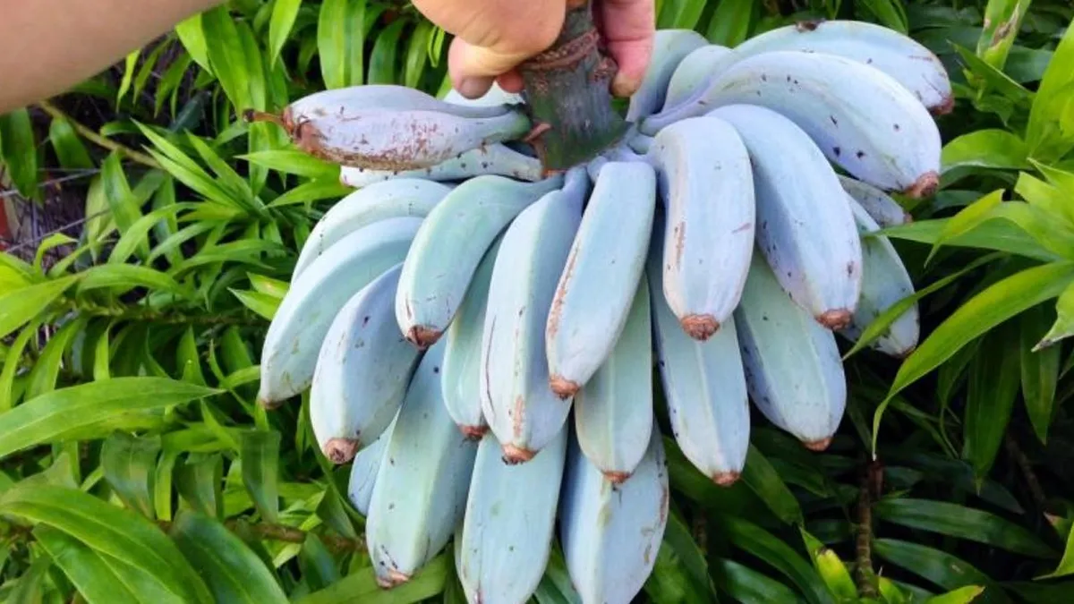 Banano azul - Image 2