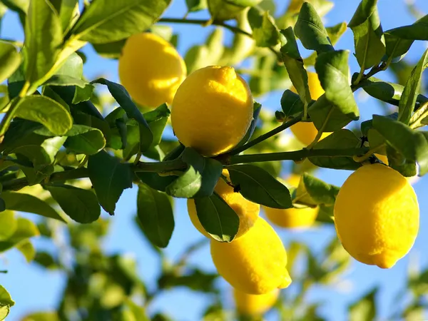 Limón Americano - Image 3
