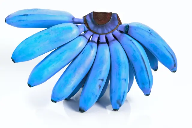 Banano azul - Image 3